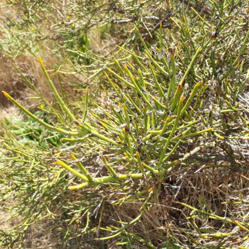 Carmichaelia petriei — related species from the same genus