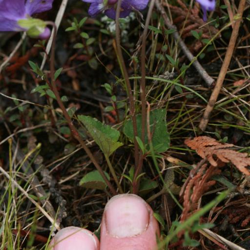 Viola nephrophylla other