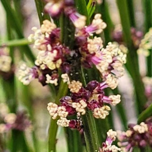 Amperea xiphoclada other