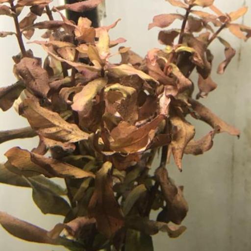 Ludwigia repens other