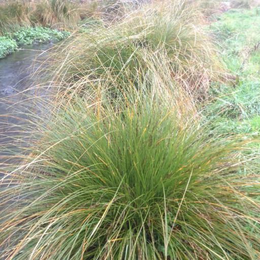 Carex secta — houseplant care guide