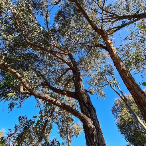 Eucalyptus macrorhyncha other