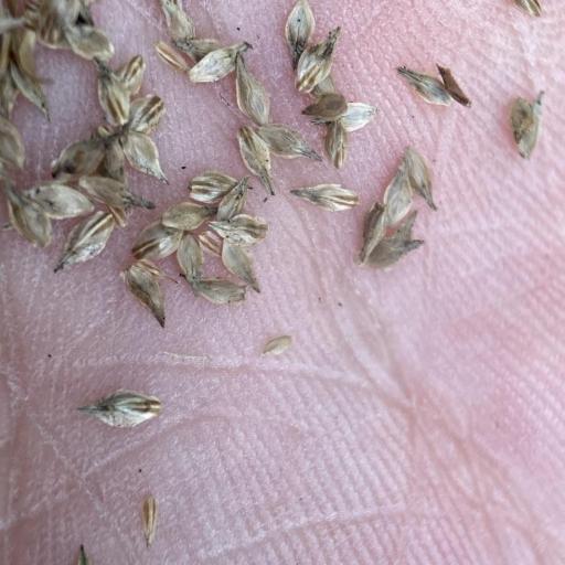 Carex cristatella other