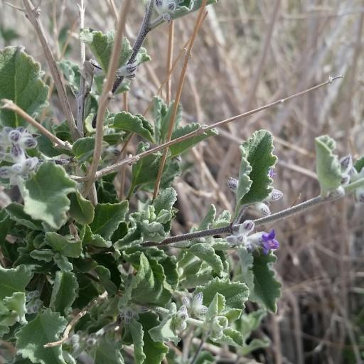 Condea emoryi — houseplant care guide