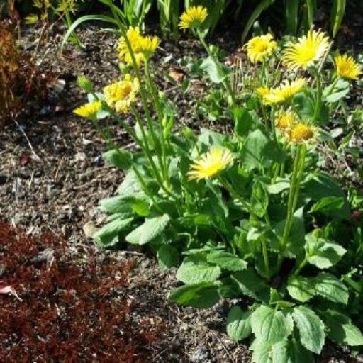 Doronicum caucasicum other
