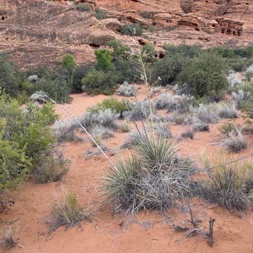 Yucca utahensis — search result for 'Yucca'