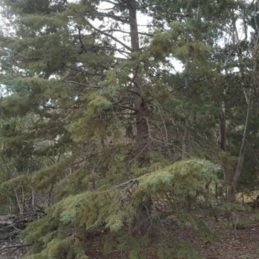 Hesperocyparis arizonica — related species from the same genus