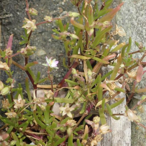 Spergularia media other