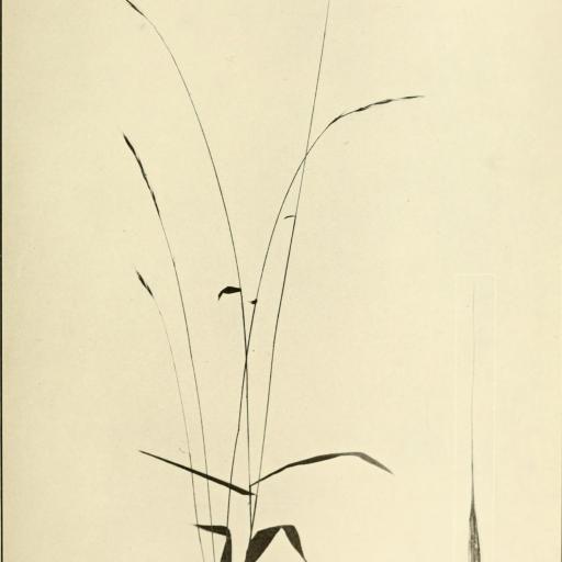 Brachyelytrum erectum other