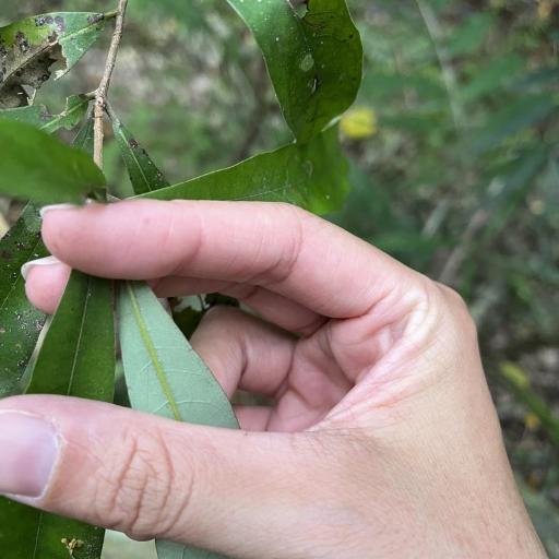 Litsea hypophaea other