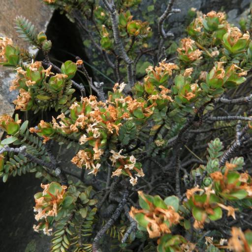Pimelea traversii — search result for 'Thymelaeaceae'