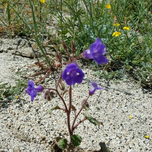Phacelia minor other