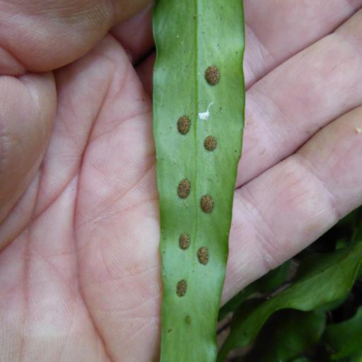 Loxogramme dictyopteris other