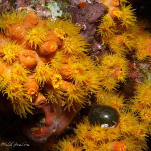 Valonia ventricosa — houseplant care guide