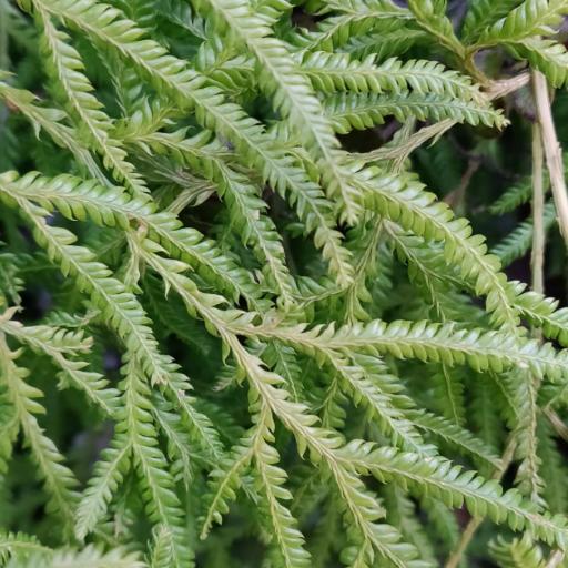 Lycopodium volubile — search result for 'Lycopodium'