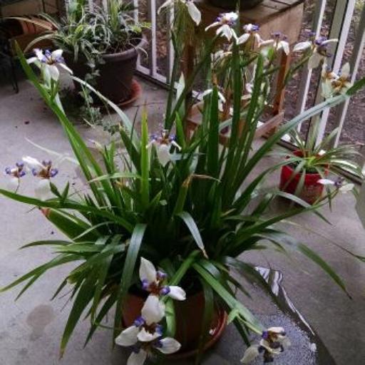 Trimezia northiana — houseplant care guide