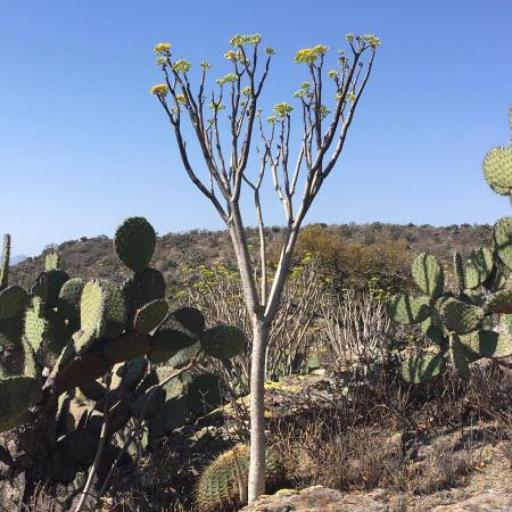 Pittocaulon praecox other