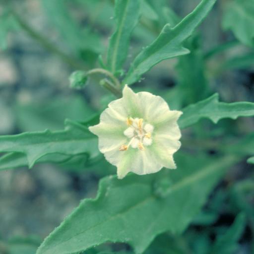 Physalis virginiana other