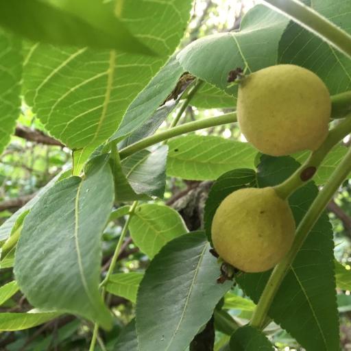 Juglans mollis other