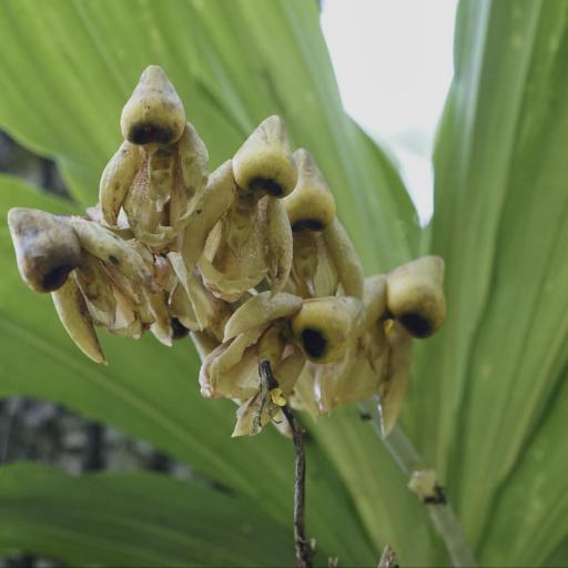 Catasetum integerrimum other