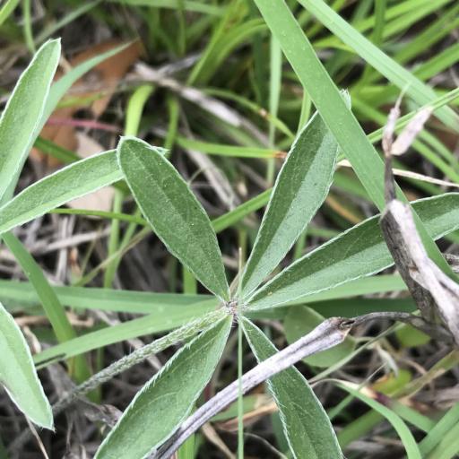 Pediomelum hypogaeum other