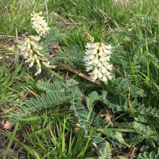 Astragalus nuttallii other