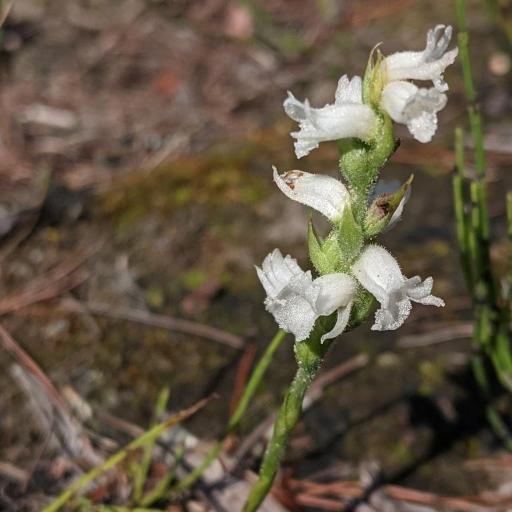 Spiranthes incurva — search result for 'Spiranthes'