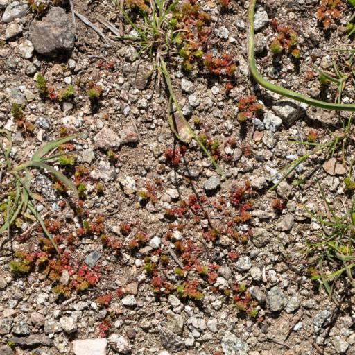Crassula connata other