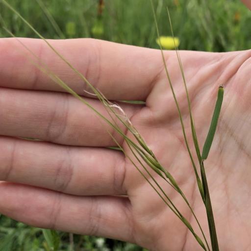 Nassella leucotricha other