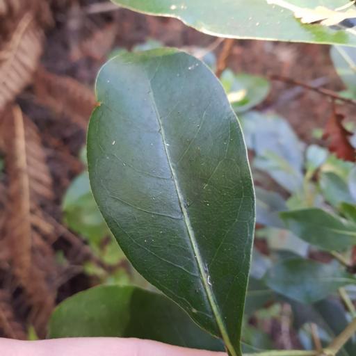 Coprosma lucida other