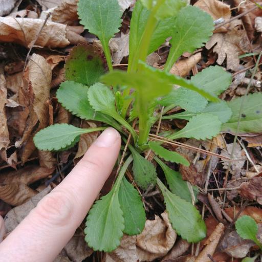 Packera obovata — houseplant care guide