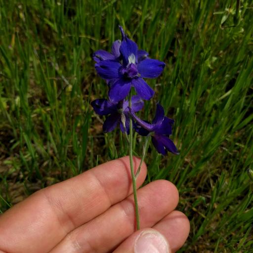 Delphinium variegatum other