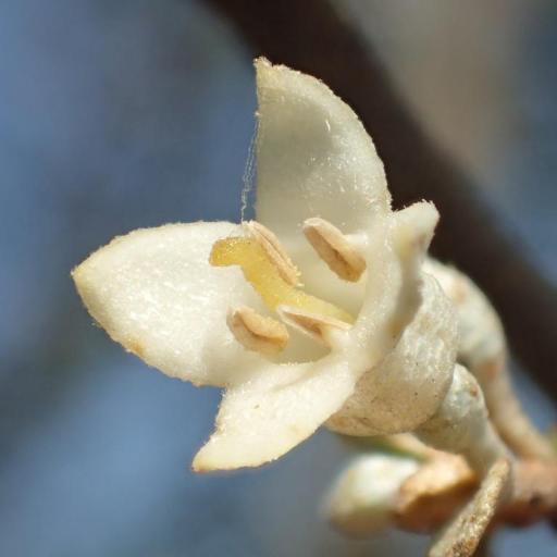 Elaeagnus oldhamii other