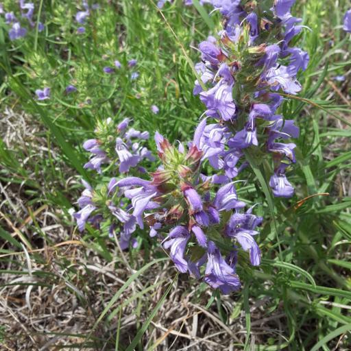 Salvia engelmannii other