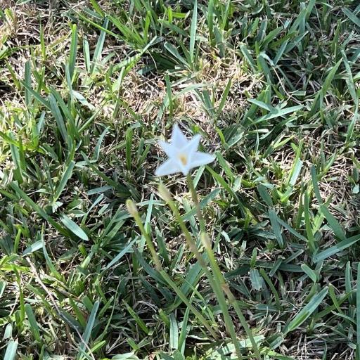 Zephyranthes chlorosolen other