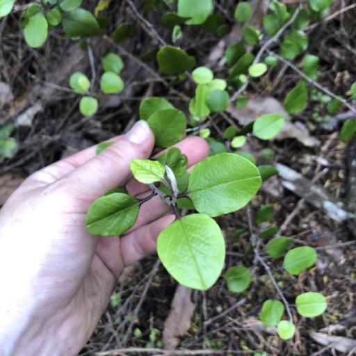 Ozothamnus glomeratus — houseplant care guide