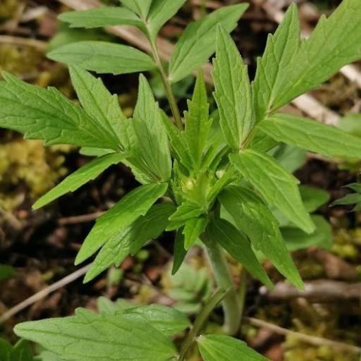 Valeriana excelsa other