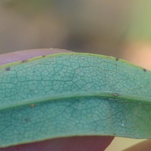 Symphyotrichum praealtum other