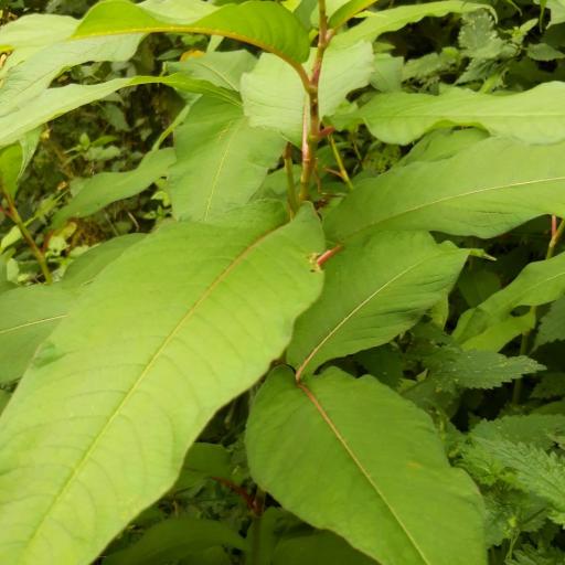 Koenigia polystachya — search result for 'Afghanistan'