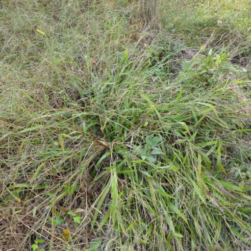 Paspalum langei — search result for 'Paspalum'