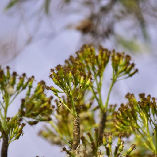 Pittocaulon praecox — houseplant care guide