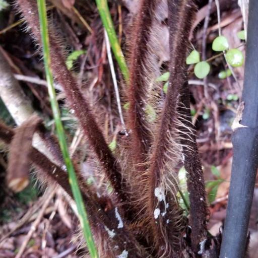 Dicksonia squarrosa — houseplant care guide