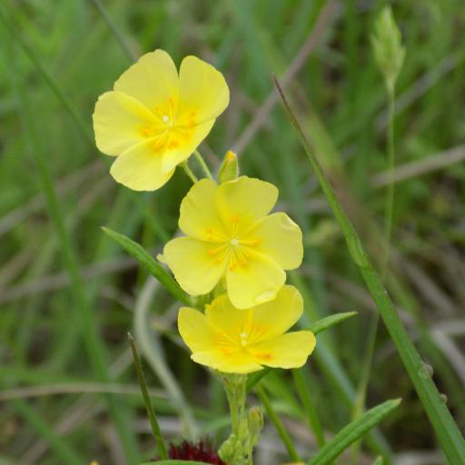 Crocanthemum georgianum other