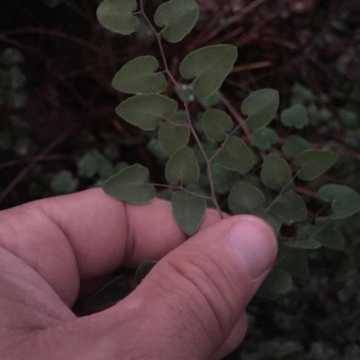 Pellaea cordifolia other