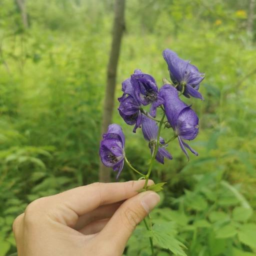 Aconitum fischeri other