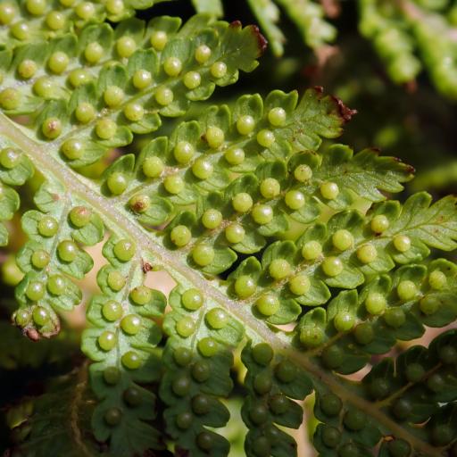 Alsophila cunninghamii other