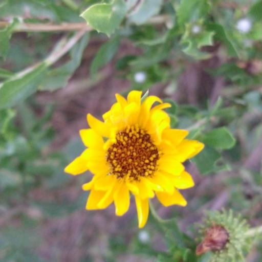 Grindelia pulchella — houseplant care guide