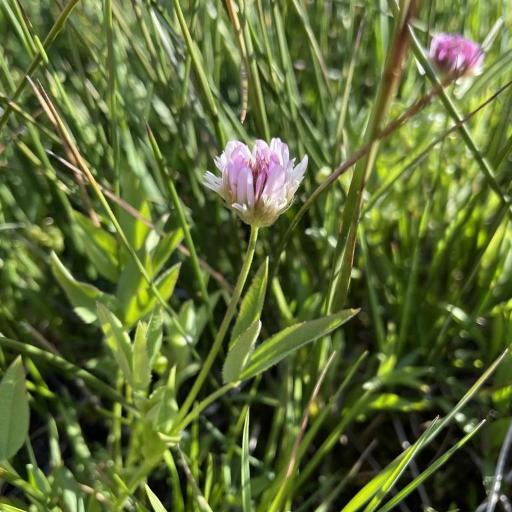 Trifolium longipes other