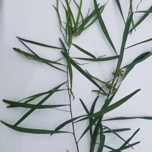 Acacia stricta other