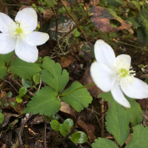 Anemonastrum deltoideum other
